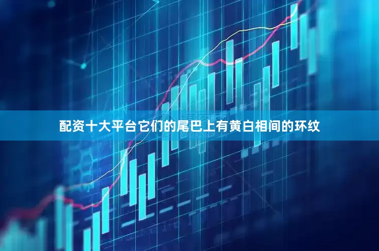 配资十大平台它们的尾巴上有黄白相间的环纹